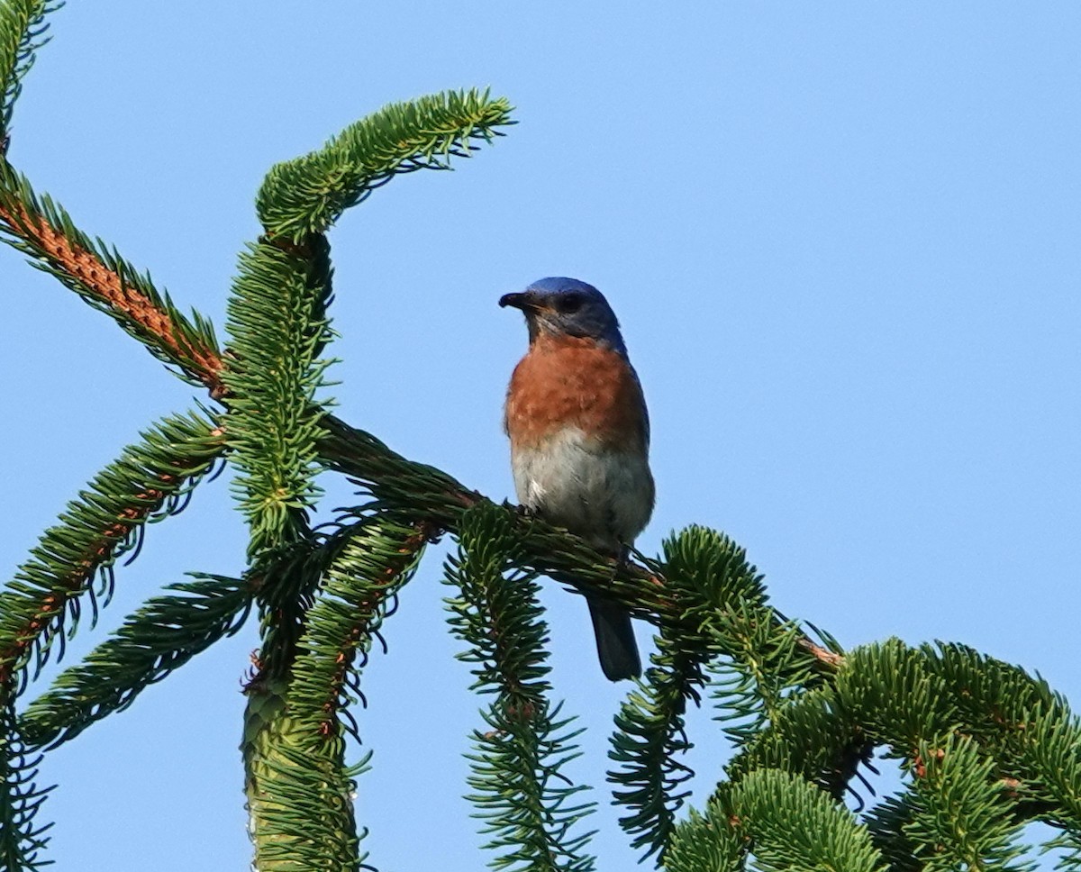 Eastern Bluebird - ML620618502