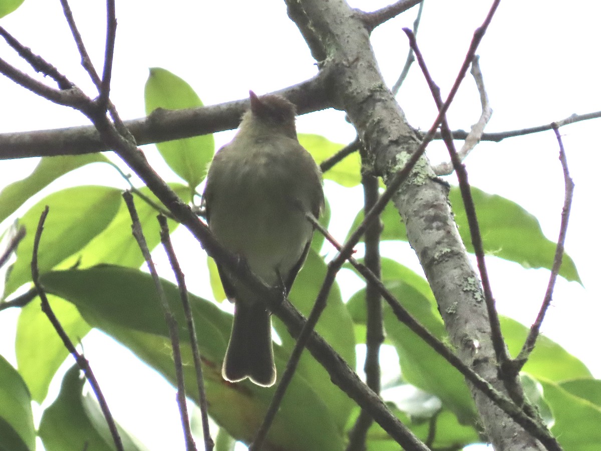 Yellowish Flycatcher - ML620618505