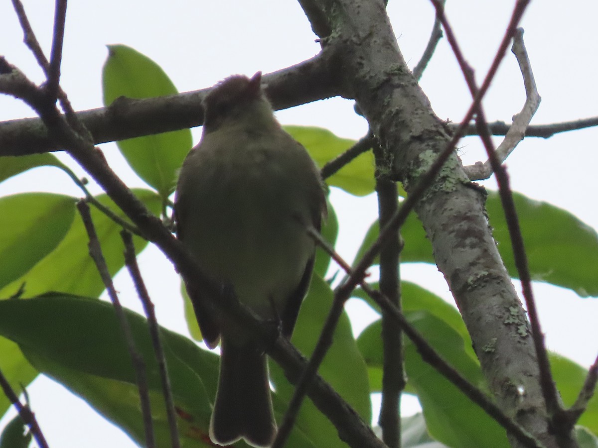 Yellowish Flycatcher - ML620618506