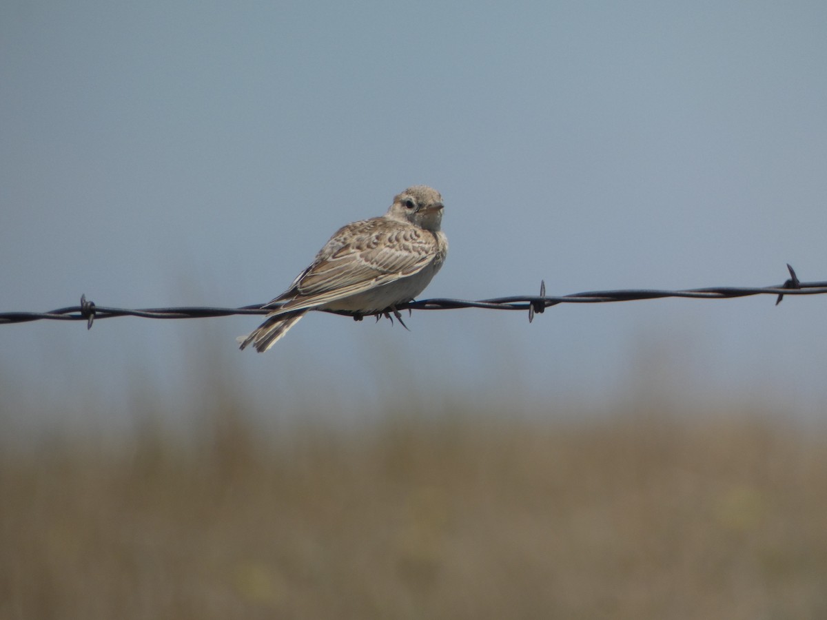 Horned Lark - ML620618507