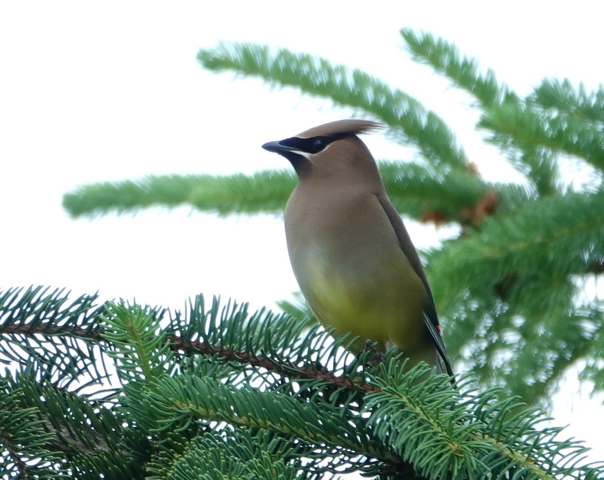 Cedar Waxwing - ML620618508