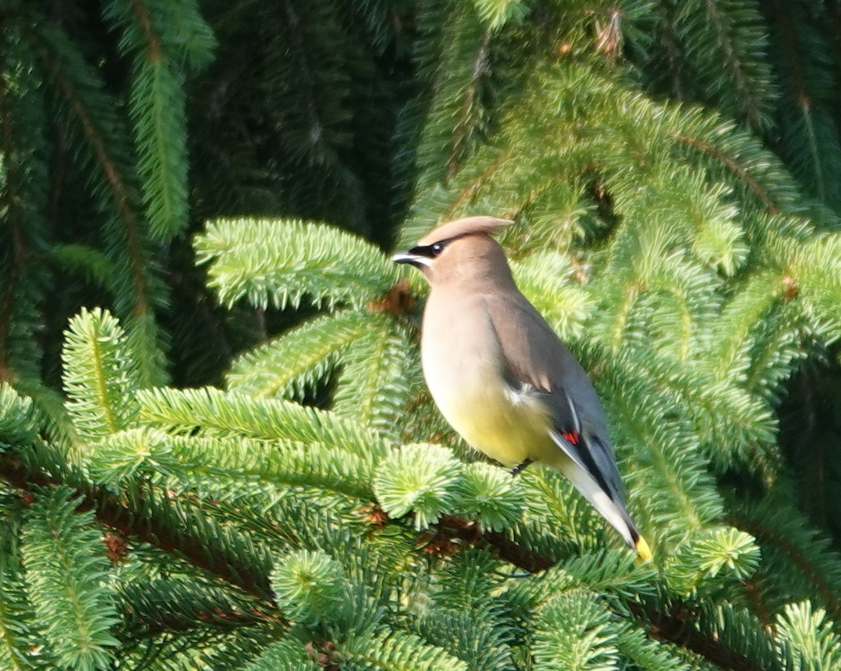 Cedar Waxwing - ML620618509