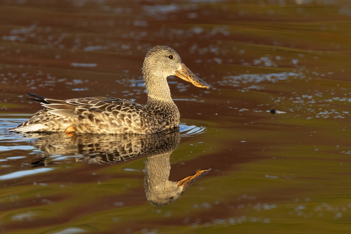 Northern Shoveler - ML620618510