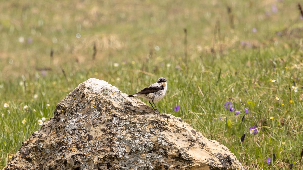 Northern Wheatear - ML620618511