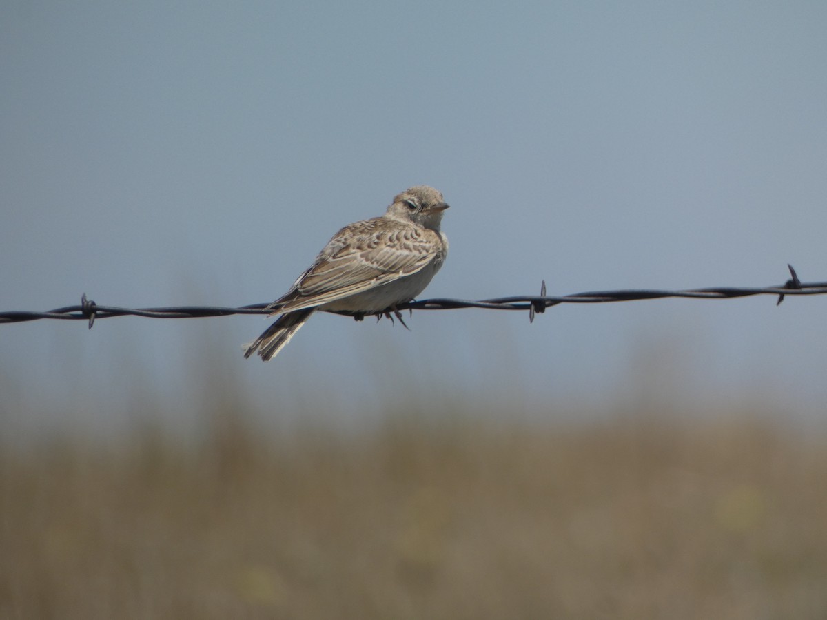 Horned Lark - ML620618512