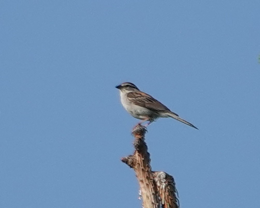 Chipping Sparrow - ML620618515
