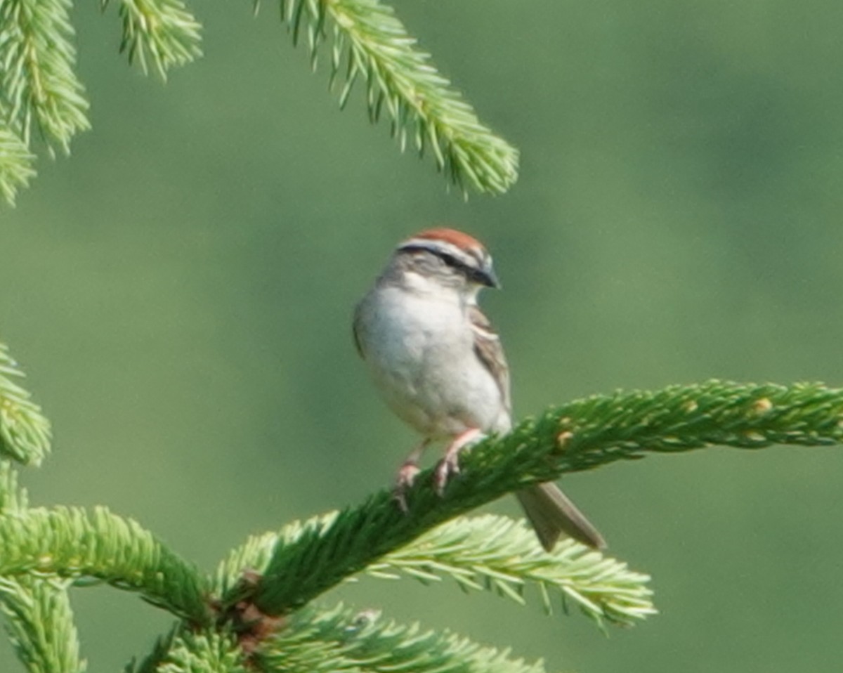 Chipping Sparrow - ML620618516