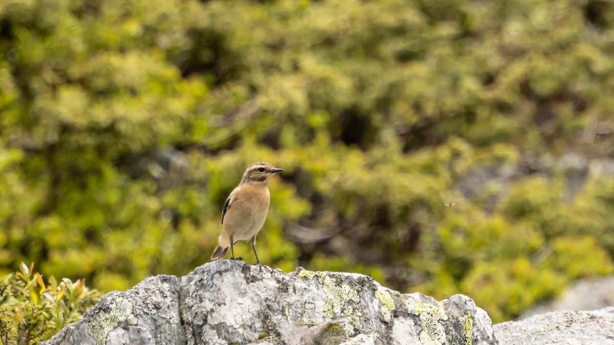 Whinchat - ML620618521