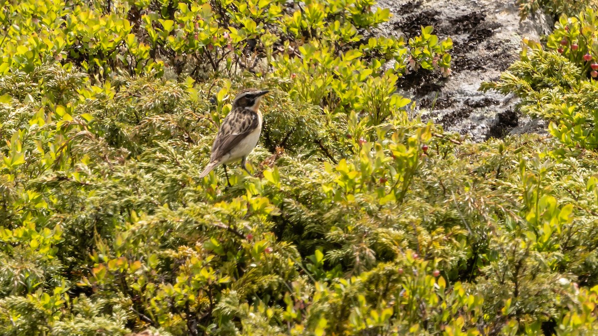 Whinchat - ML620618522