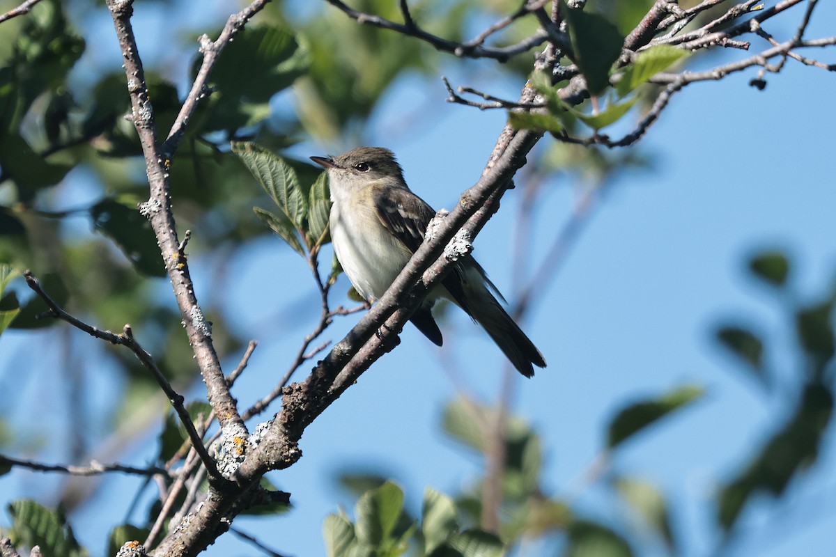 Alder Flycatcher - ML620618525