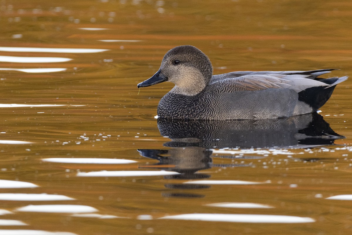 Ánade Friso - ML620618526