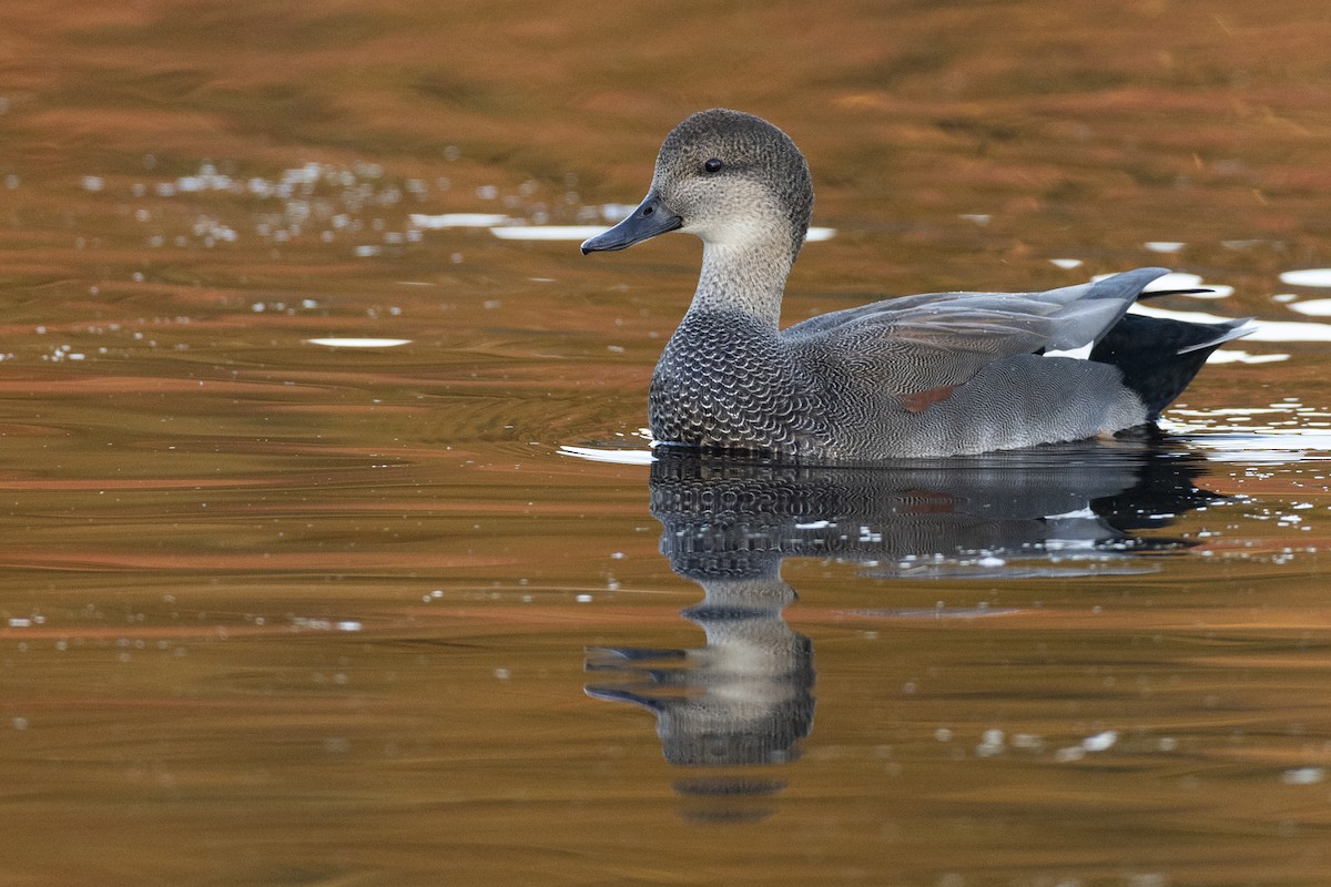 Canard chipeau - ML620618528