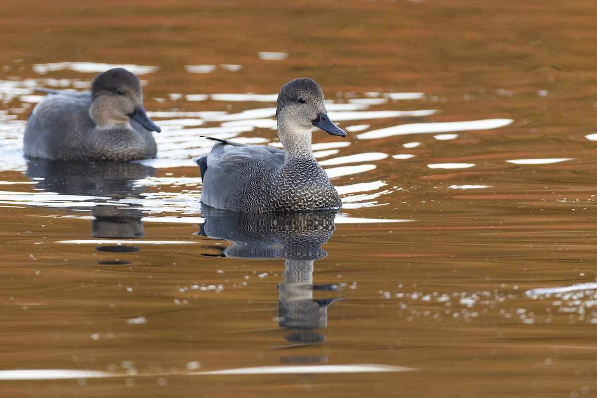 Canard chipeau - ML620618530