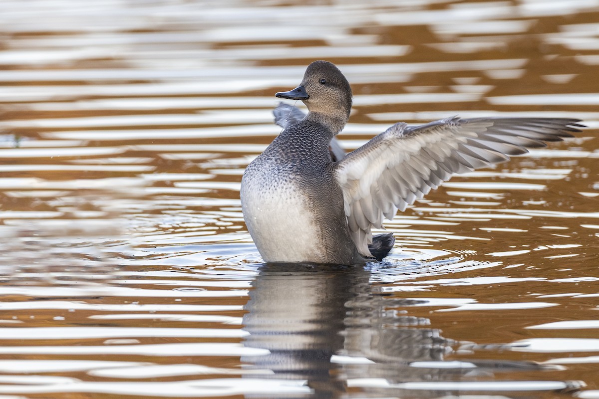 Gadwall - ML620618531