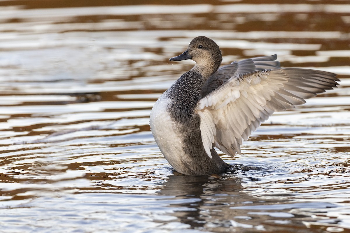 Gadwall - ML620618532