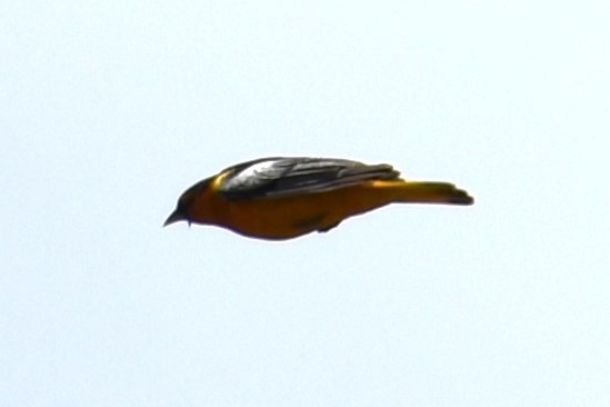 Bullock's Oriole - ML620618534