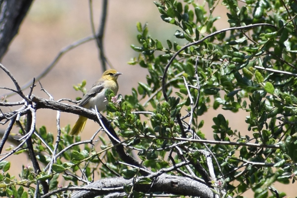 Bullock's Oriole - ML620618535