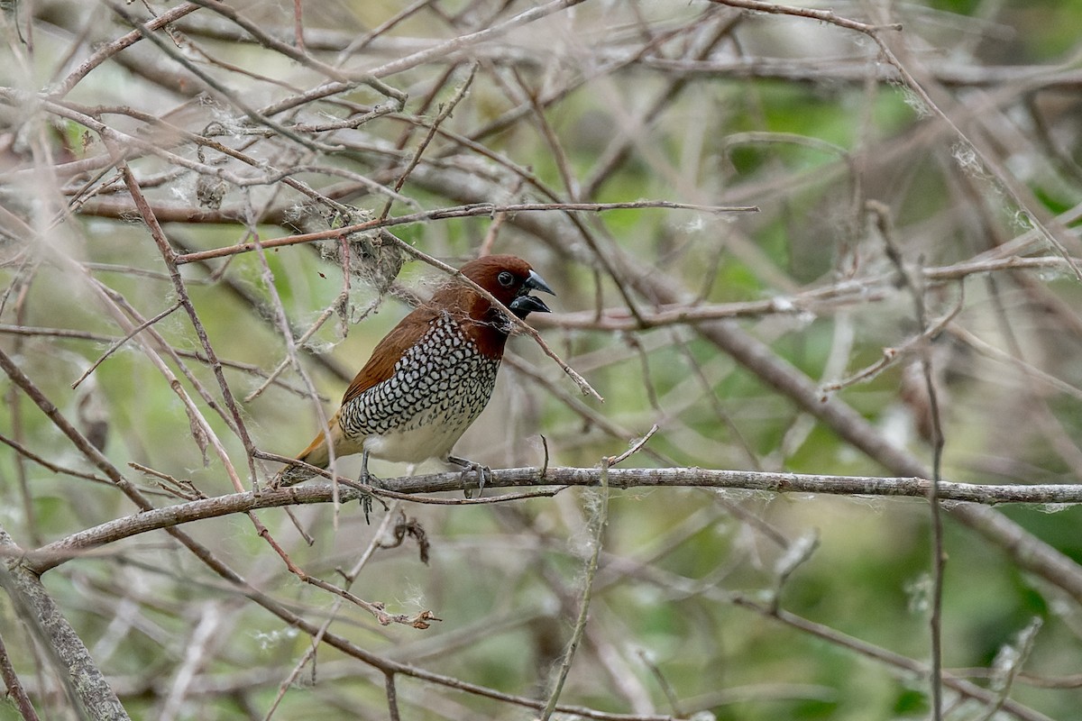 Scaly-breasted Munia - ML620618538