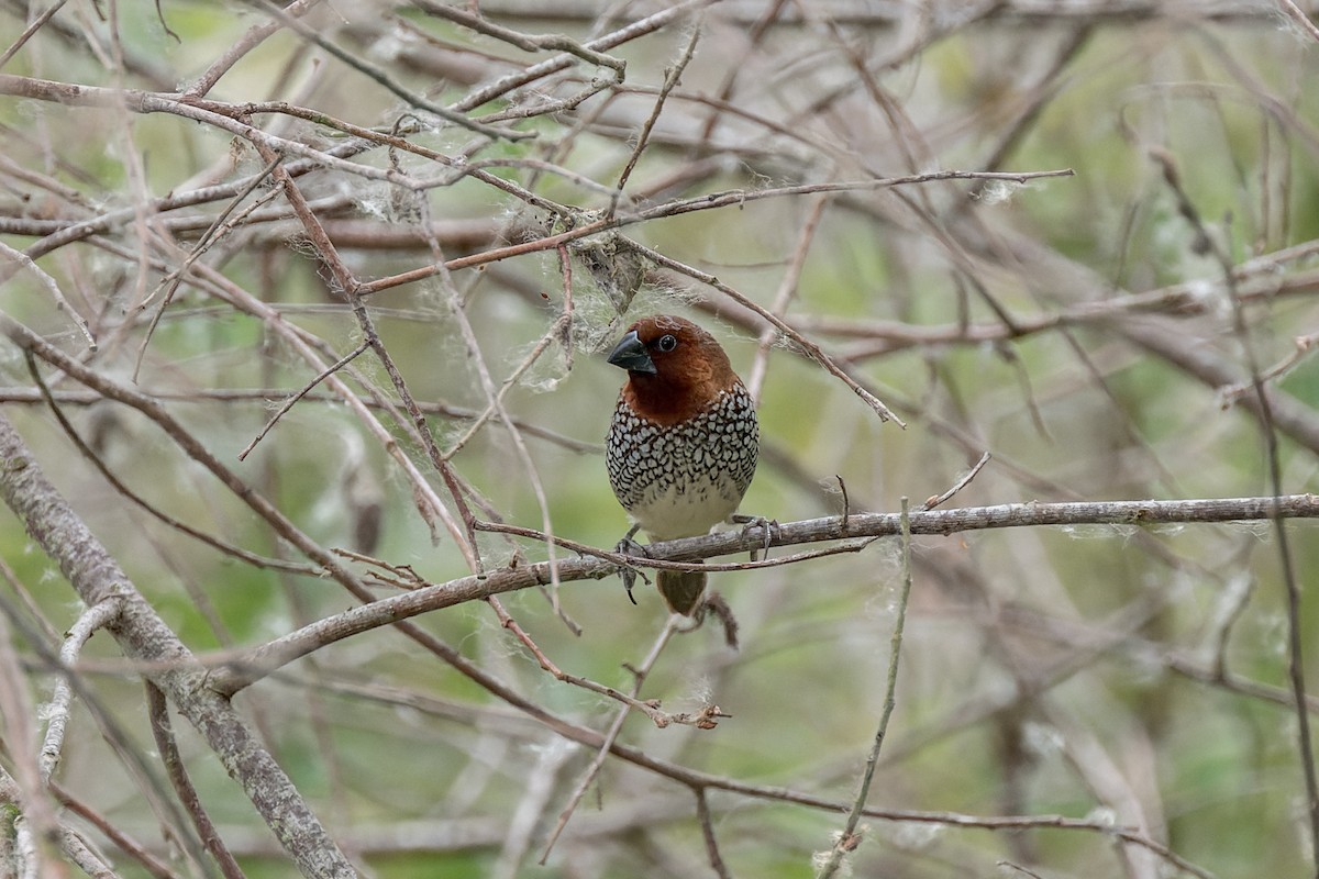 Scaly-breasted Munia - ML620618539