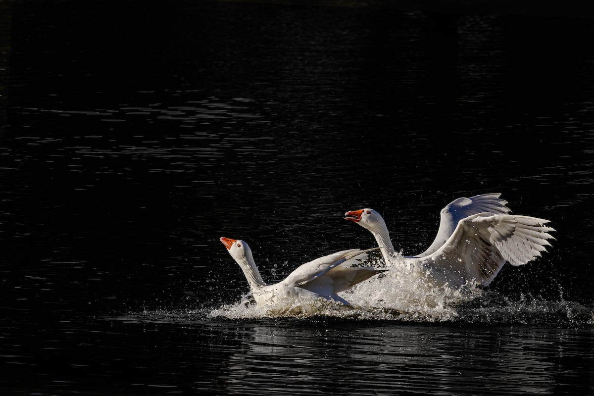 Graylag Goose - Jose Juan Pamplona