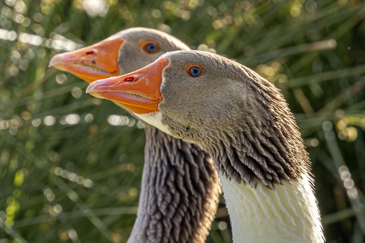 Graylag Goose - ML620618542