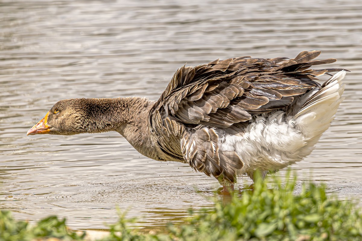 Graylag Goose - ML620618543