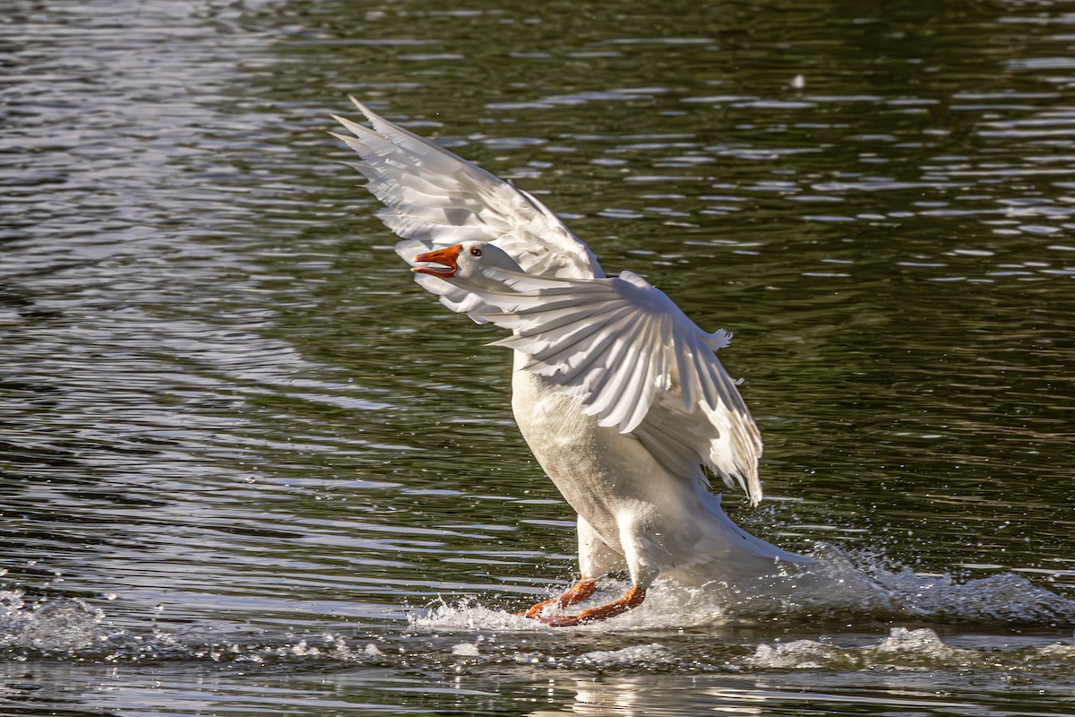 Graylag Goose - ML620618544