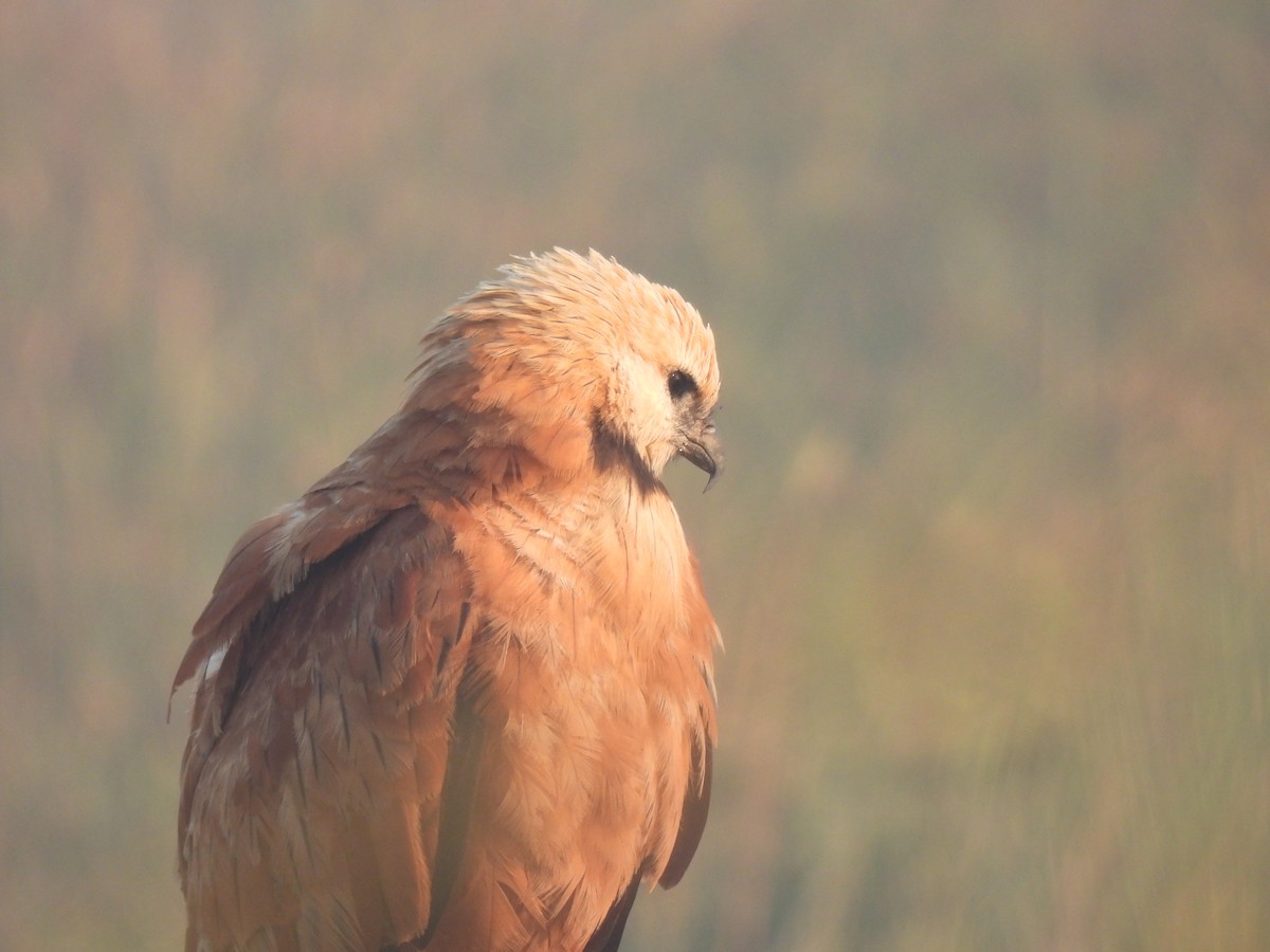 Black-collared Hawk - ML620618545