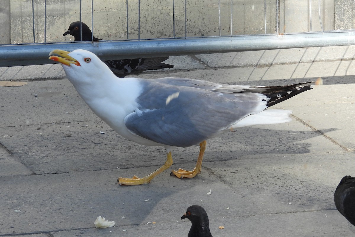 Yellow-legged Gull - ML620618547