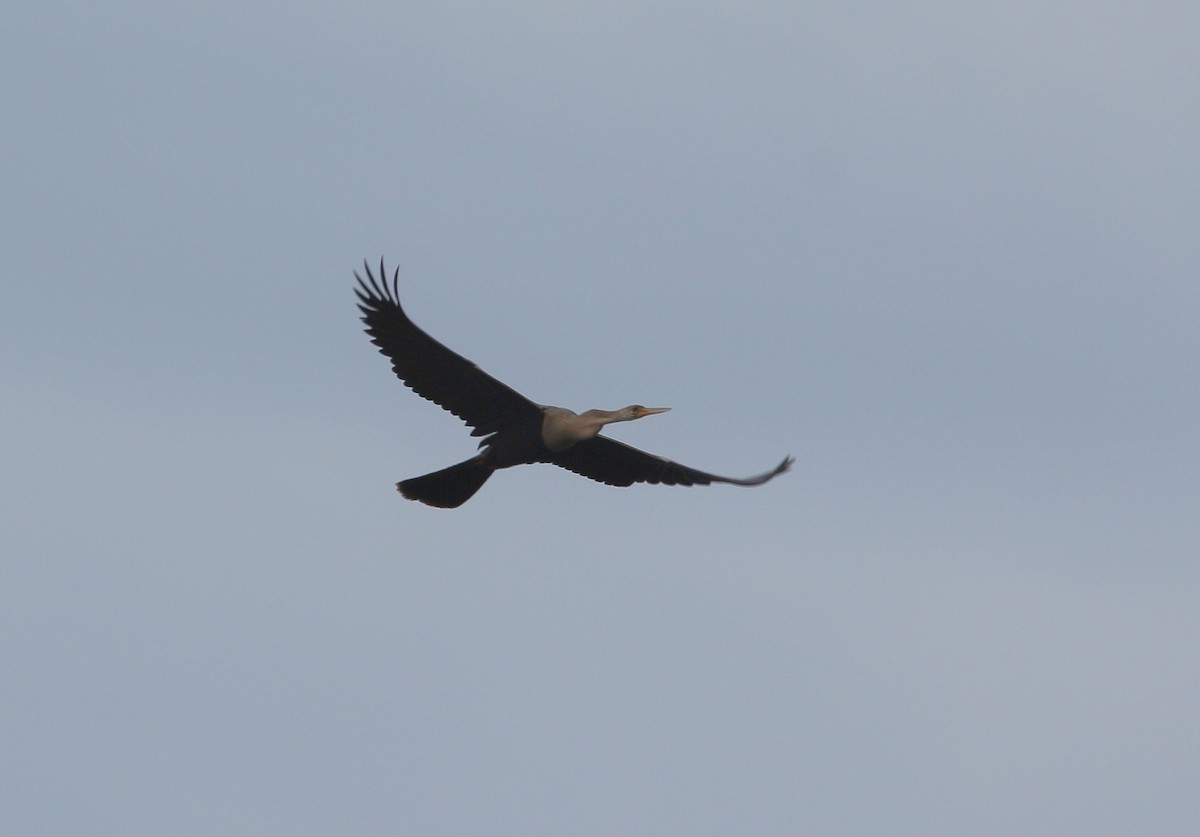 Anhinga - Luis Carlos García Mejía