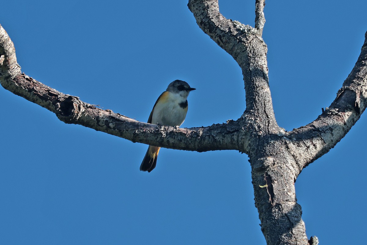 American Redstart - ML620618550