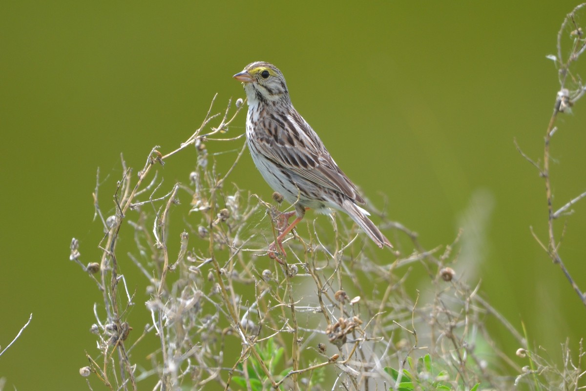 Vesper Sparrow - ML620618551