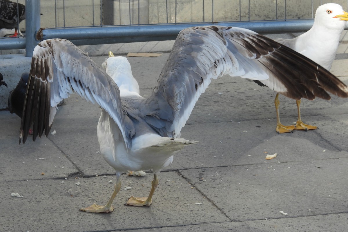 Yellow-legged Gull - ML620618555