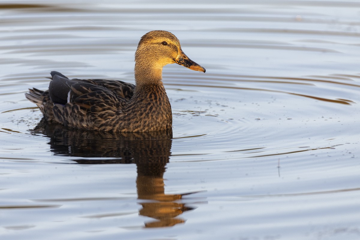 Canard colvert - ML620618556