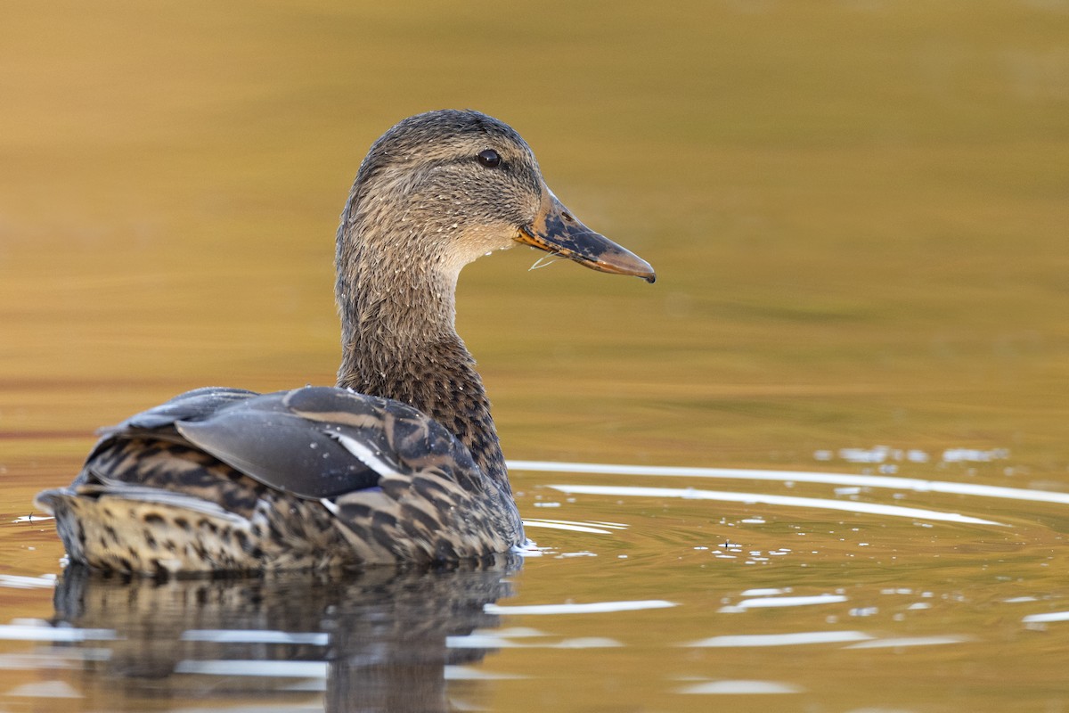 Canard colvert - ML620618557