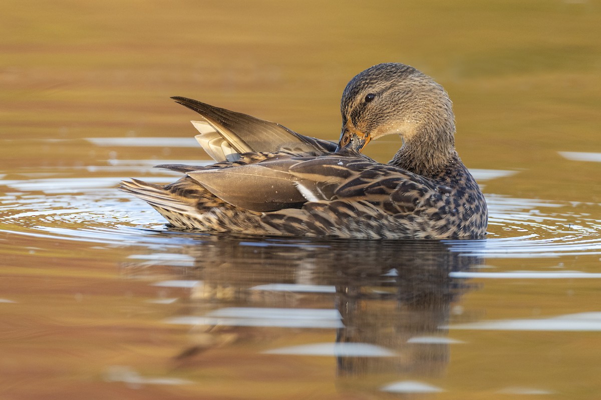 Canard colvert - ML620618558