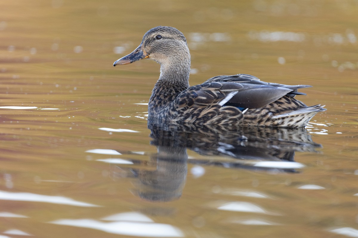 Canard colvert - ML620618559