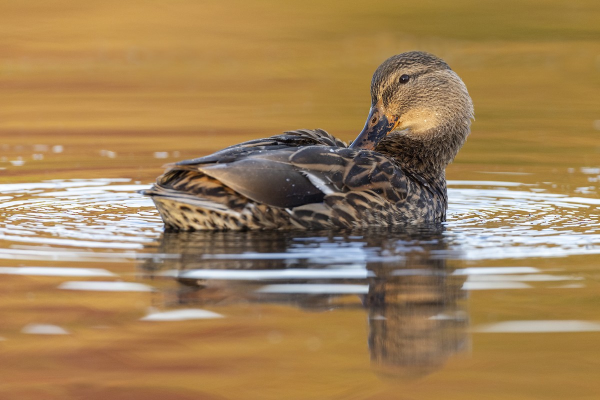 Canard colvert - ML620618560