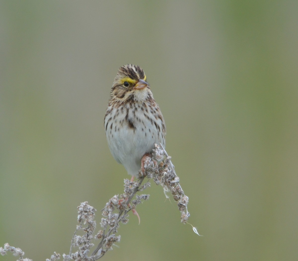 Savannah Sparrow - ML620618561