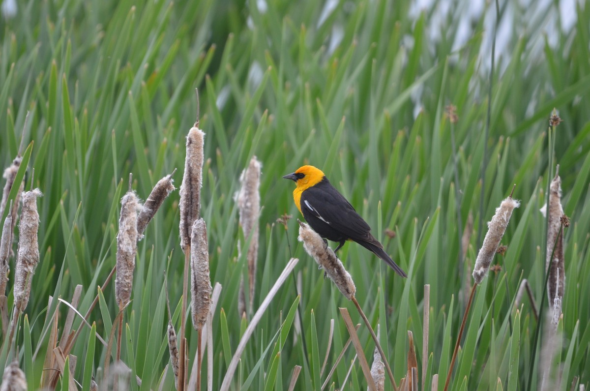 Yellow-headed Blackbird - ML620618562