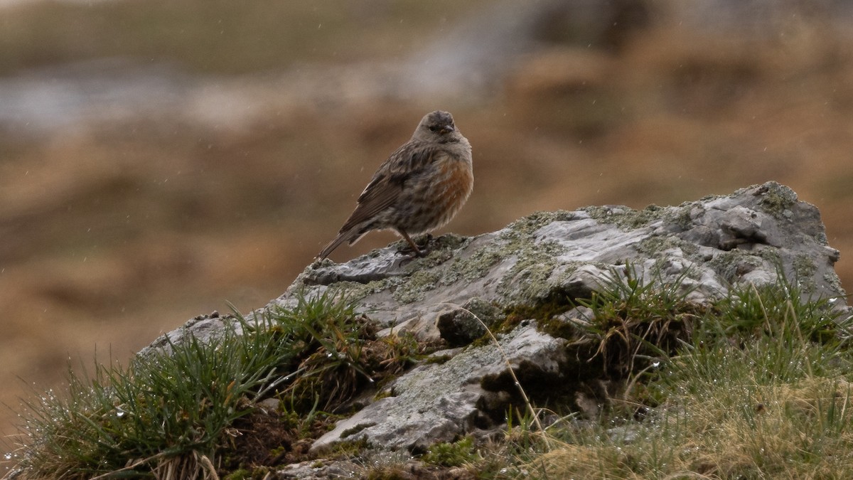 Alpine Accentor - ML620618563