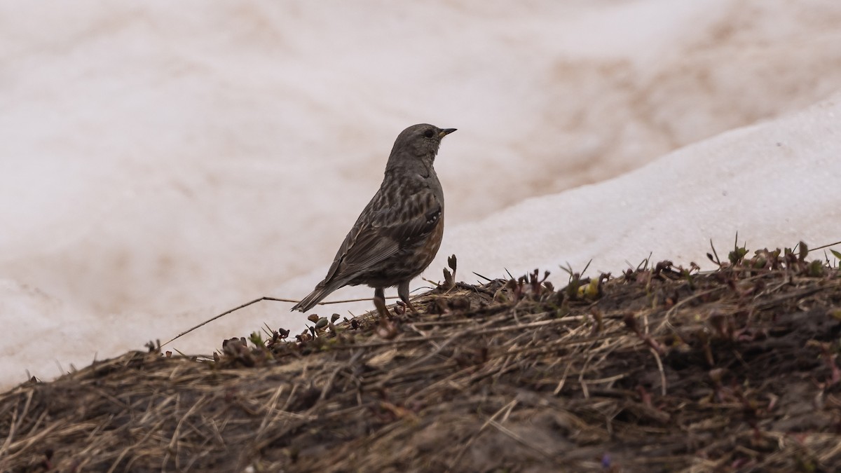 Alpine Accentor - ML620618564