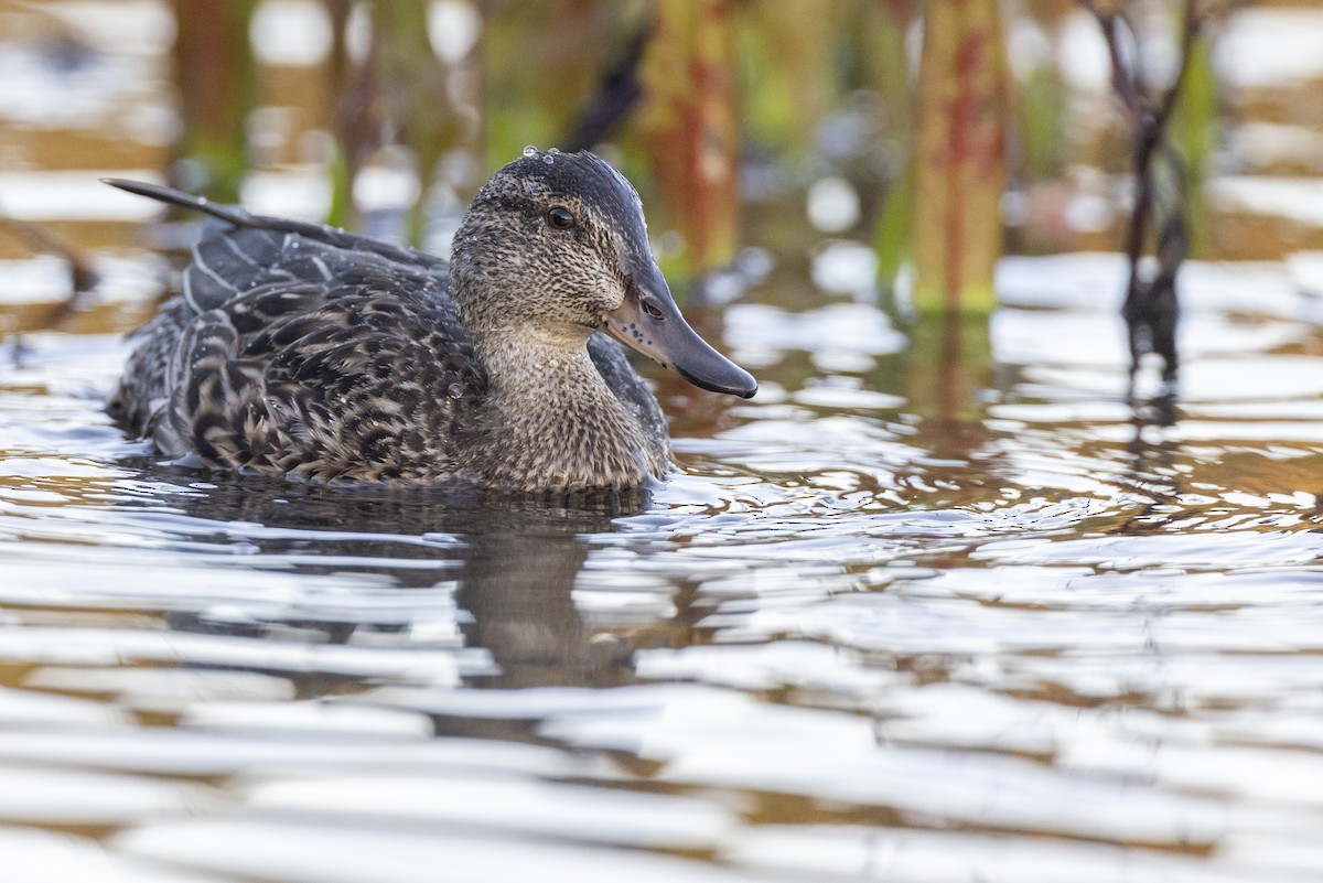 Mallard x American Black Duck (hybrid) - ML620618565