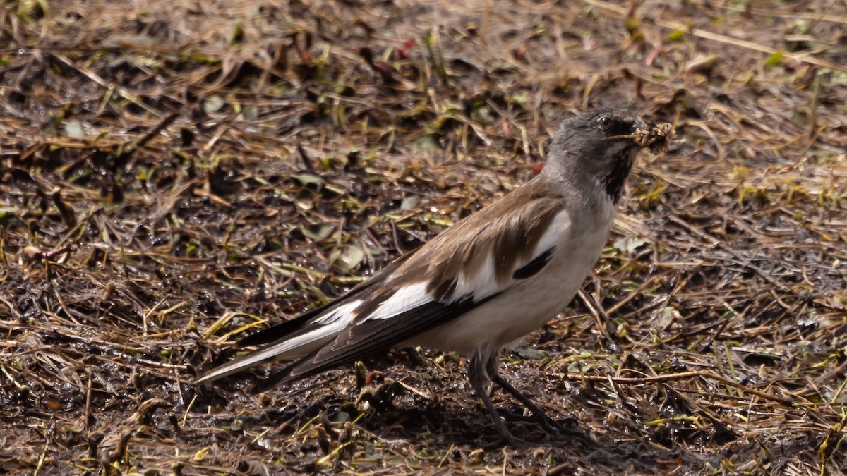 White-winged Snowfinch - ML620618566