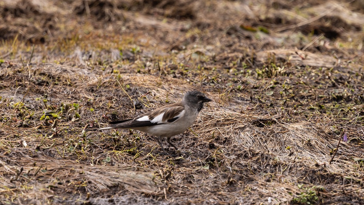 White-winged Snowfinch - ML620618567