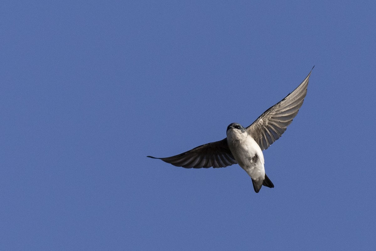 Tree Swallow - Michael Stubblefield