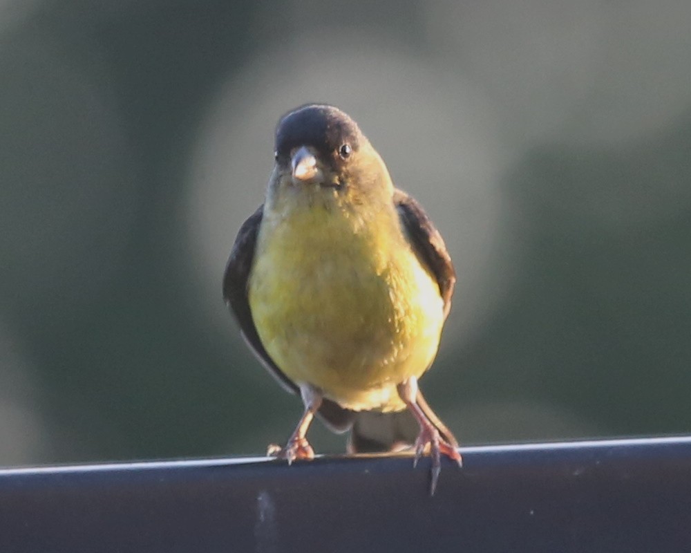 Lesser Goldfinch - ML620618571