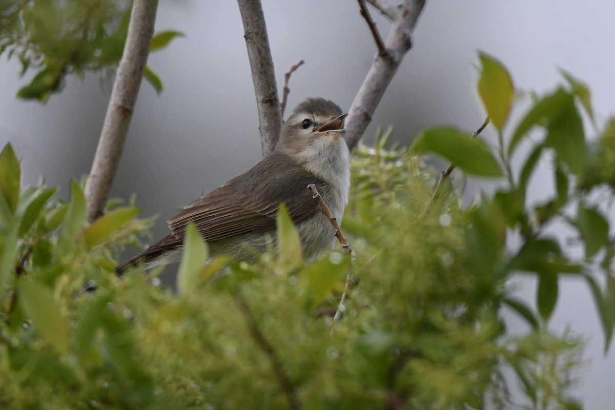 Warbling Vireo - ML620618572