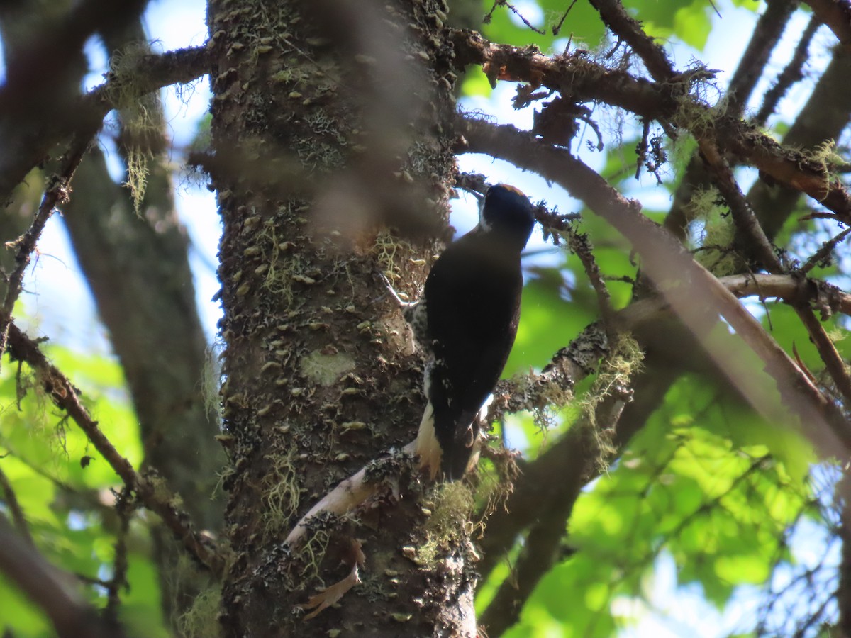 Black-backed Woodpecker - D Woolverton