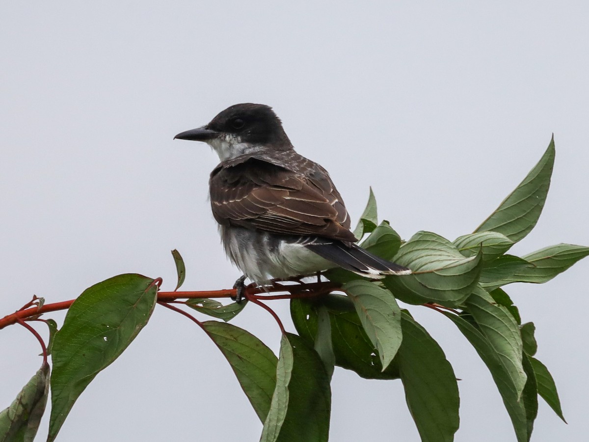 Eastern Kingbird - Michelle Rucker